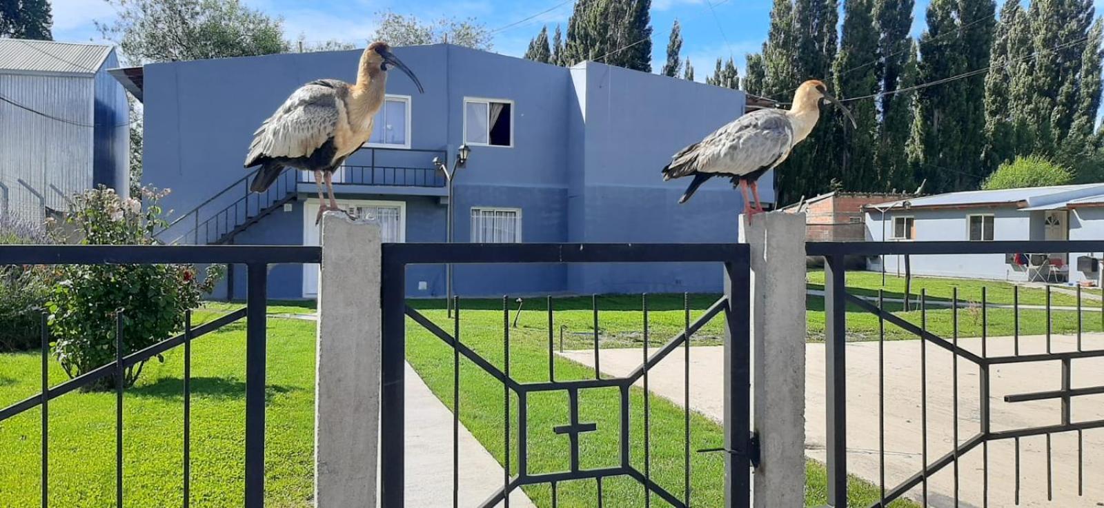 Departamentos Mawer Leilighet El Calafate Eksteriør bilde